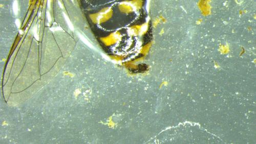 Réf. 320 001 : Eupeodes sp.